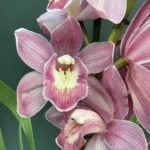 Ορχιδέα Cymbidium Rose Delicat XXL Flower