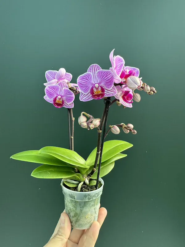 IMG_3354 IMG 3354 • Ελληνικές Ορχιδέες • Μοναδικές ορχιδέες με στυλ και αρώματα!