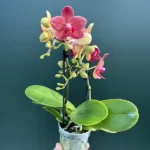 Ορχιδέα Phalaenopsis Mini Red