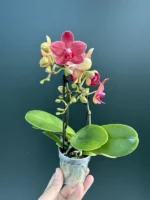 Ορχιδέα Phalaenopsis Mini Red