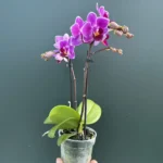 Ορχιδέα Phalaenopsis Mini Fuchia