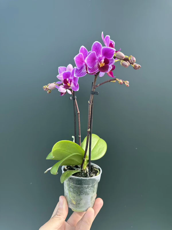 IMG_3358 IMG 3358 • Ελληνικές Ορχιδέες • Μοναδικές ορχιδέες με στυλ και αρώματα!