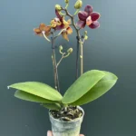 Ορχιδέα Phalaenopsis Mini - Sunrise Red Peoker 'Esmee'