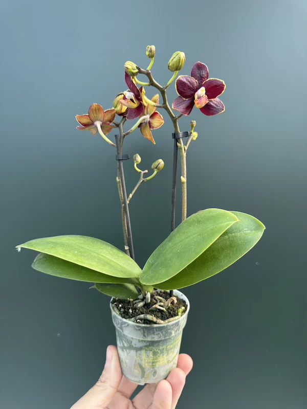 IMG_3359 IMG 3359 • Ελληνικές Ορχιδέες • Μοναδικές ορχιδέες με στυλ και αρώματα!