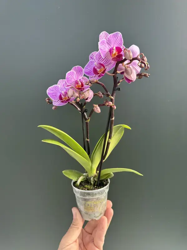 IMG_3899 IMG 3899 • Ελληνικές Ορχιδέες • Μοναδικές ορχιδέες με στυλ και αρώματα!