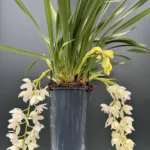 Ορχιδέα Cymbidium ice Cascade SPECIAL