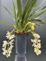 Ορχιδέα Cymbidium ice Cascade SPECIAL
