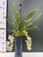 Ορχιδέα Cymbidium ice Cascade SPECIAL - Image 2