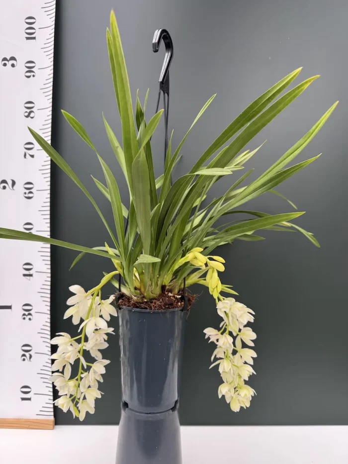 Ορχιδέα Cymbidium ice Cascade SPECIAL - Image 2