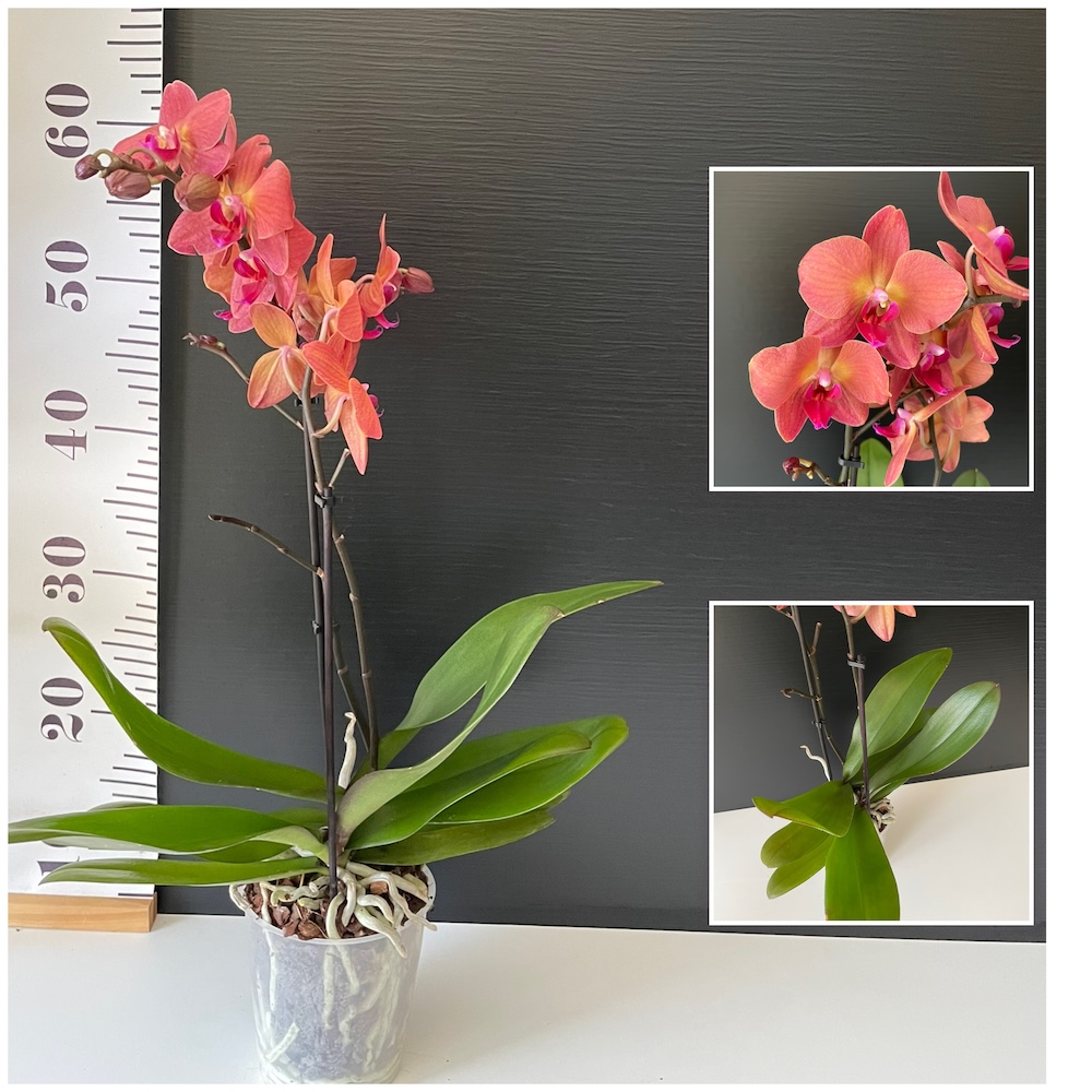 IMG_4438 Ορχιδέα Phalaenopsis Orange Glow - Image 1