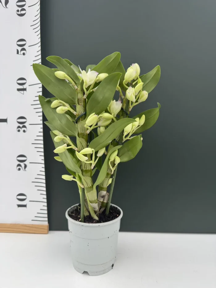 Ορχιδέα Dendrobium Apollo 3st - Image 2