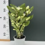 Ορχιδέα Dendrobium Apollo 3st