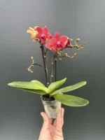 Ορχιδέα Phalaenopsis Mini Red - Image 2