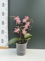 Ορχιδέα Phalaenopsis - MF Odorion - Image 2