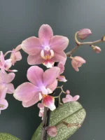 Ορχιδέα Phalaenopsis - MF Odorion