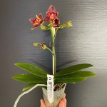Ορχιδέα Phalaenopsis Sogo Red Star AROMA