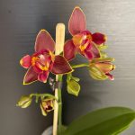 Ορχιδέα Phalaenopsis Sogo Red Star AROMA - Image 2