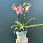 Ορχιδέα Phalaenopsis - Mini Golden Sun Aroma
