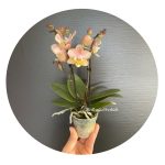 Ορχιδέα Phalaenopsis Mini #8