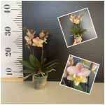 Ορχιδέα Phalaenopsis Mini #8 - Image 2