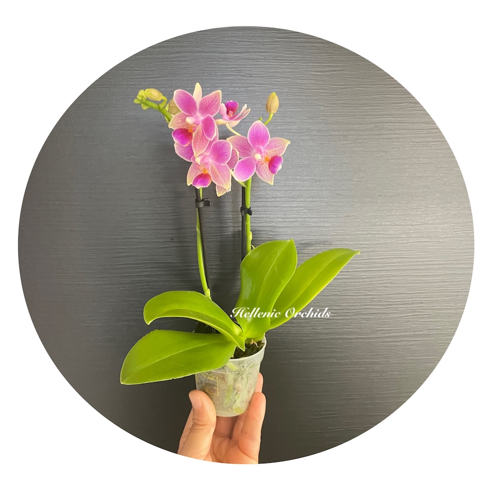 IMG_6027 Ορχιδέα Phalaenopsis Mini #7 Aroma - Image 1