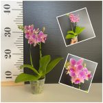 Ορχιδέα Phalaenopsis Mini #7 Aroma - Image 2