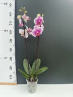 Ορχιδέα Phalaenopsis Pandora - Image 2