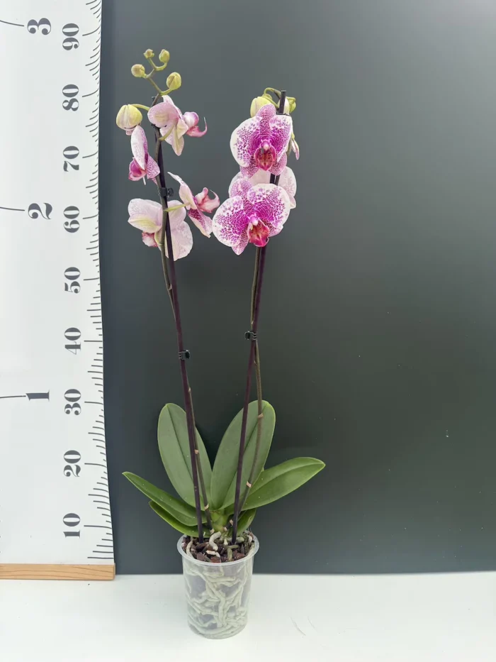 Ορχιδέα Phalaenopsis Pandora - Image 2