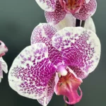 Ορχιδέα Phalaenopsis Pandora