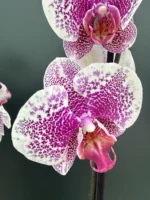 Ορχιδέα Phalaenopsis Pandora