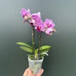 Ορχιδέα Phalaenopsis Mini #4