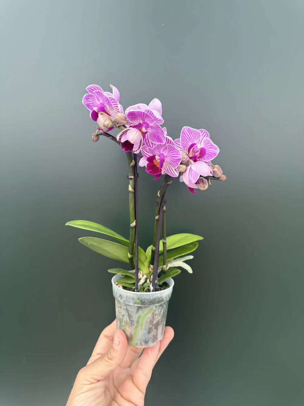 IMG_6681 Ορχιδέα Phalaenopsis Mini #4 - Image 1