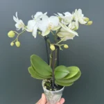 Ορχιδέα Phalaenopsis Mini White