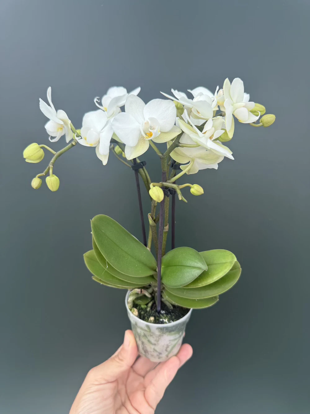 IMG_6683 Ορχιδέα Phalaenopsis Mini White - Image 1