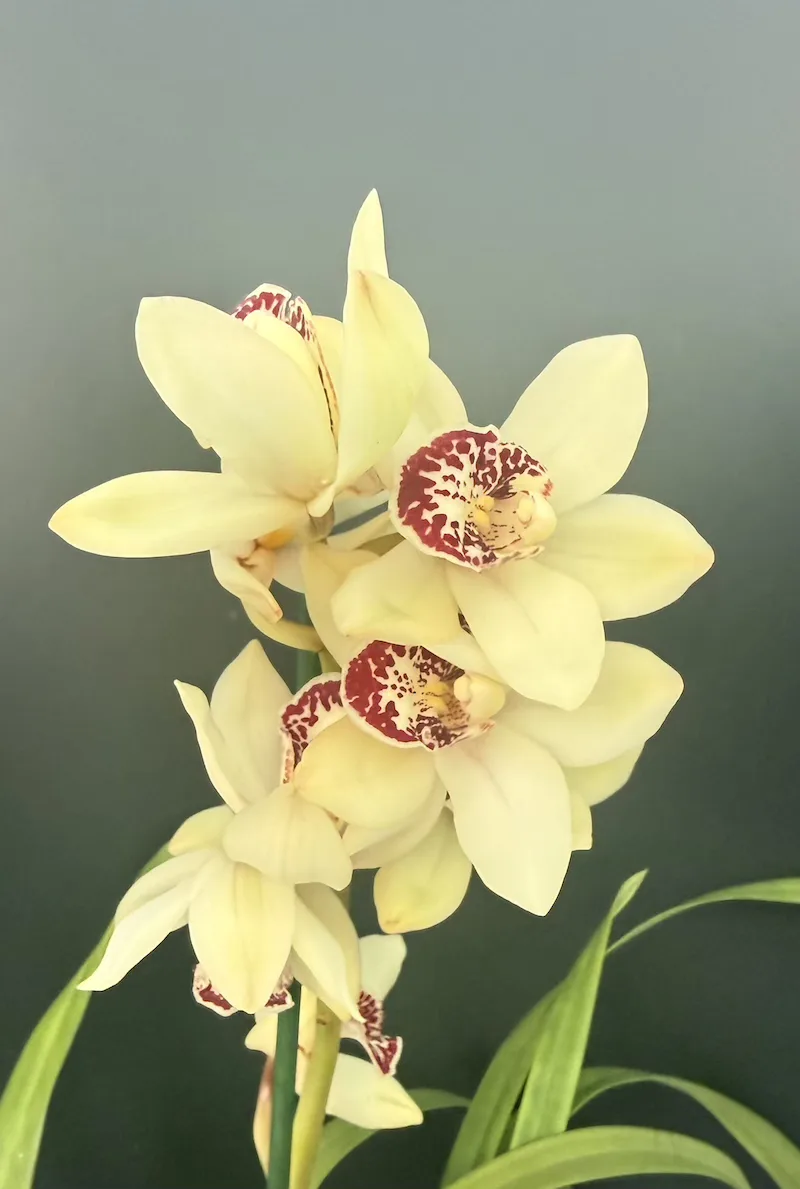 IMG_7151 Ορχιδέα Cymbidium My Jolie - Image 1