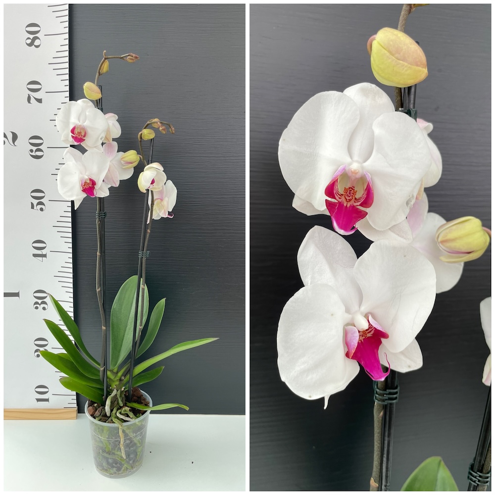 IMG_7294 Ορχιδέα Phalaenopsis Red Eye NEW!! - Image 1