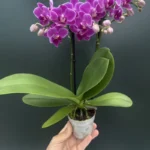 Ορχιδέα Phalaenopsis Mini Fuchia