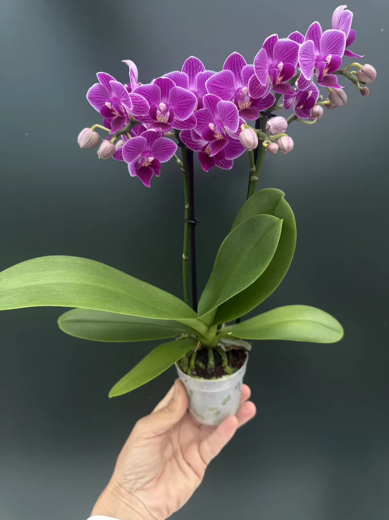 IMG_7632 Ορχιδέα Phalaenopsis Mini Fuchia - Image 1