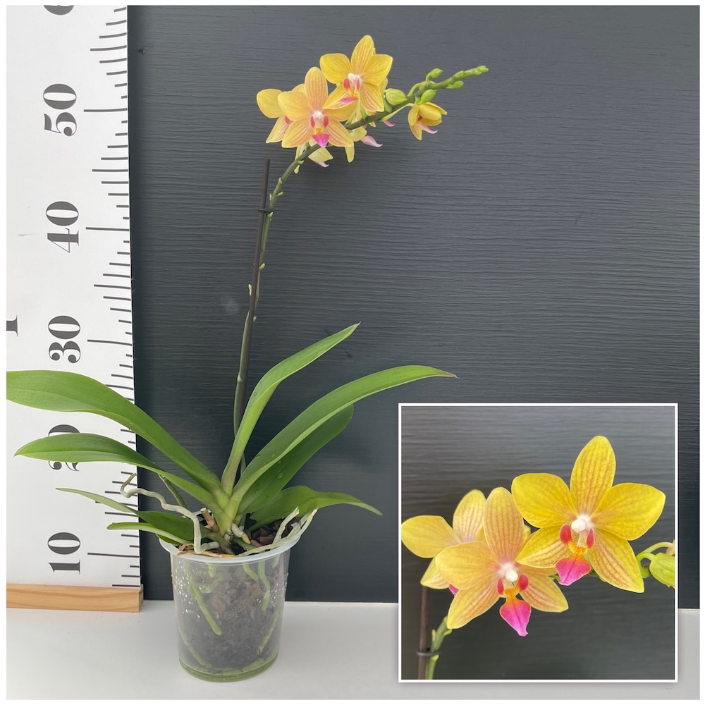 IMG_7729 Ορχιδέα Phalaenopsis Contrast Yellow - Image 1