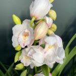 Ορχιδέα Cymbidium White Tear