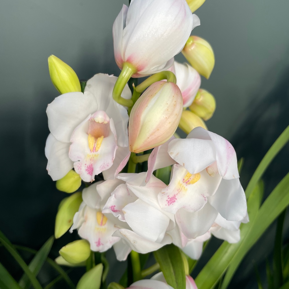 IMG_8103 Ορχιδέα Cymbidium White Tear - Image 1