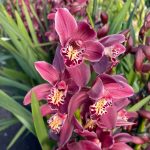 Ορχιδέα Cymbidium Attractive Red