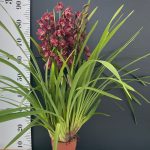 Ορχιδέα Cymbidium Attractive Red - Image 2