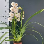 Ορχιδέα Cymbidium White Tear - Image 2