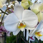 Ορχιδέα Phalaenopsis  White