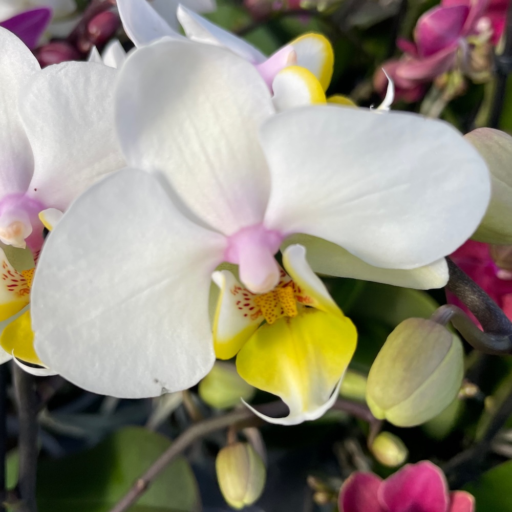 IMG_8866 Ορχιδέα Phalaenopsis Mf Dreamy - Image 1