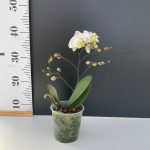 Ορχιδέα Phalaenopsis Mf Dreamy - Image 2