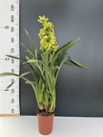 Ορχιδέα Cymbidium Sparkling Green - Image 2