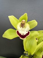 Ορχιδέα Cymbidium Sparkling Green