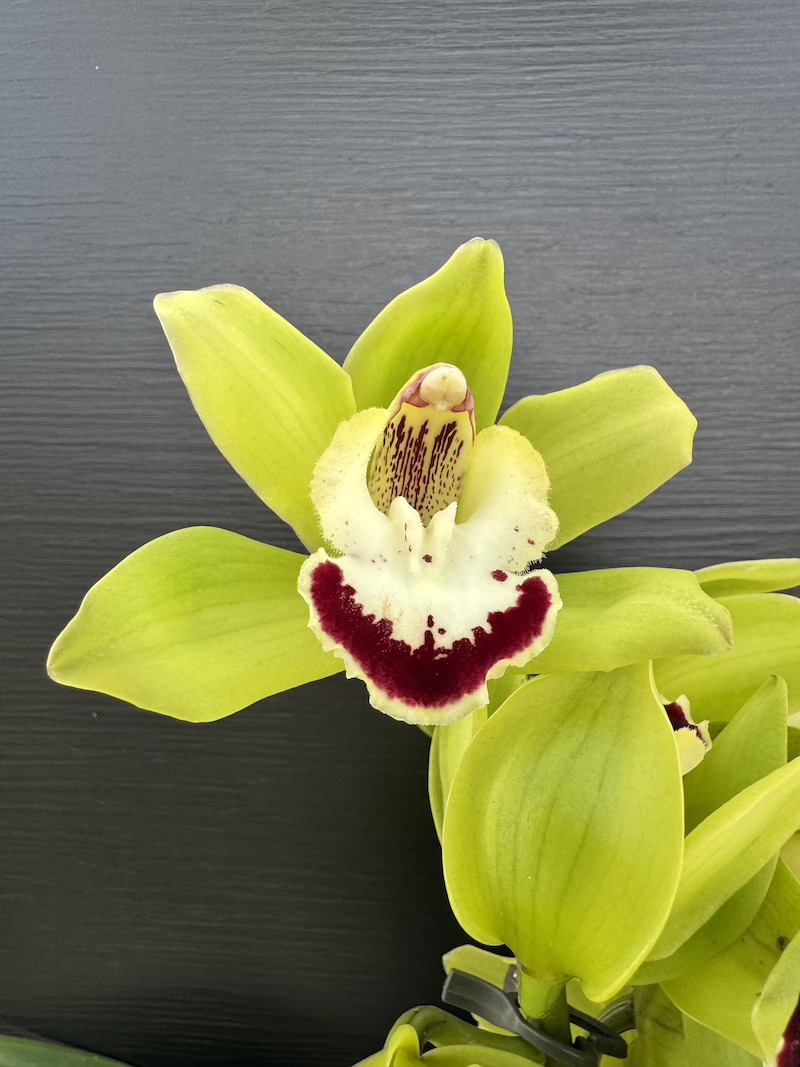 IMG_9069 Ορχιδέα Cymbidium Sparkling Green - Image 1